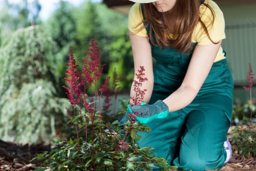 Professional lawn and border maintenance in Beckton garden