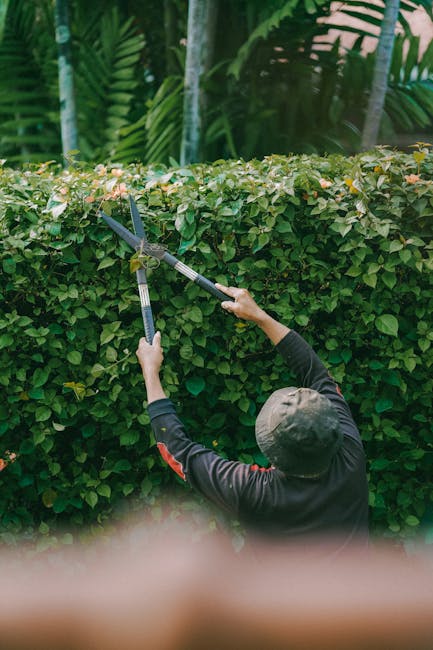 A gardener in a dark long-sleeved shirt and a hat is trimming a dense, well-maintained hedge with a pair of pruning shears. The hedge, composed of small, green, glossy leaves, runs along a garden bord
