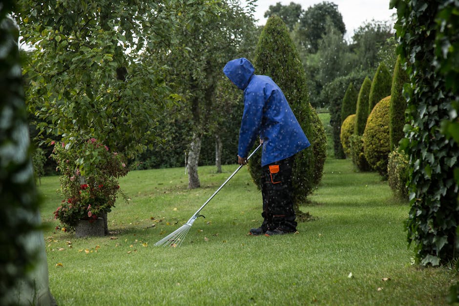A gardener in a dark long-sleeved shirt and a hat is trimming a dense, well-maintained hedge with a pair of pruning shears. The hedge, composed of small, green, glossy leaves, runs along a garden bord