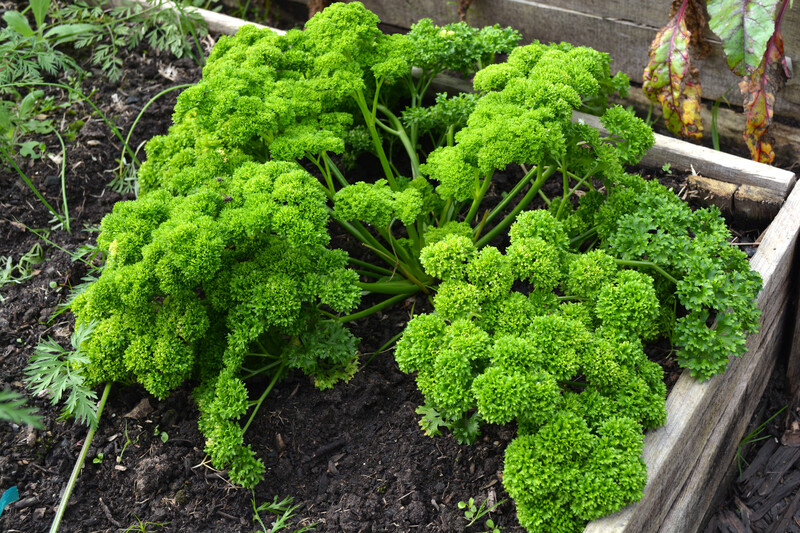 garden design garden care